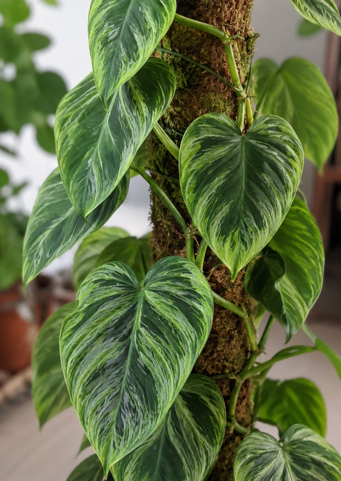 Phildendron Verrucosum 7 Pieces Seeds