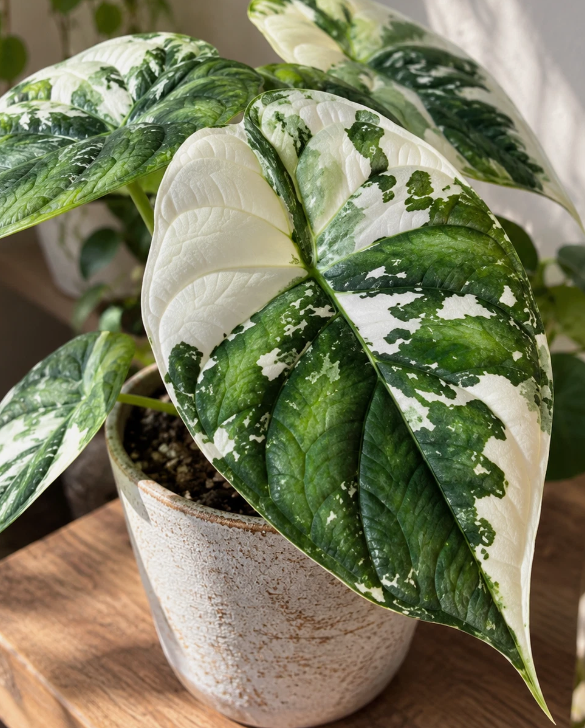 Alocasia Serendipity 2 Pieces Seeds