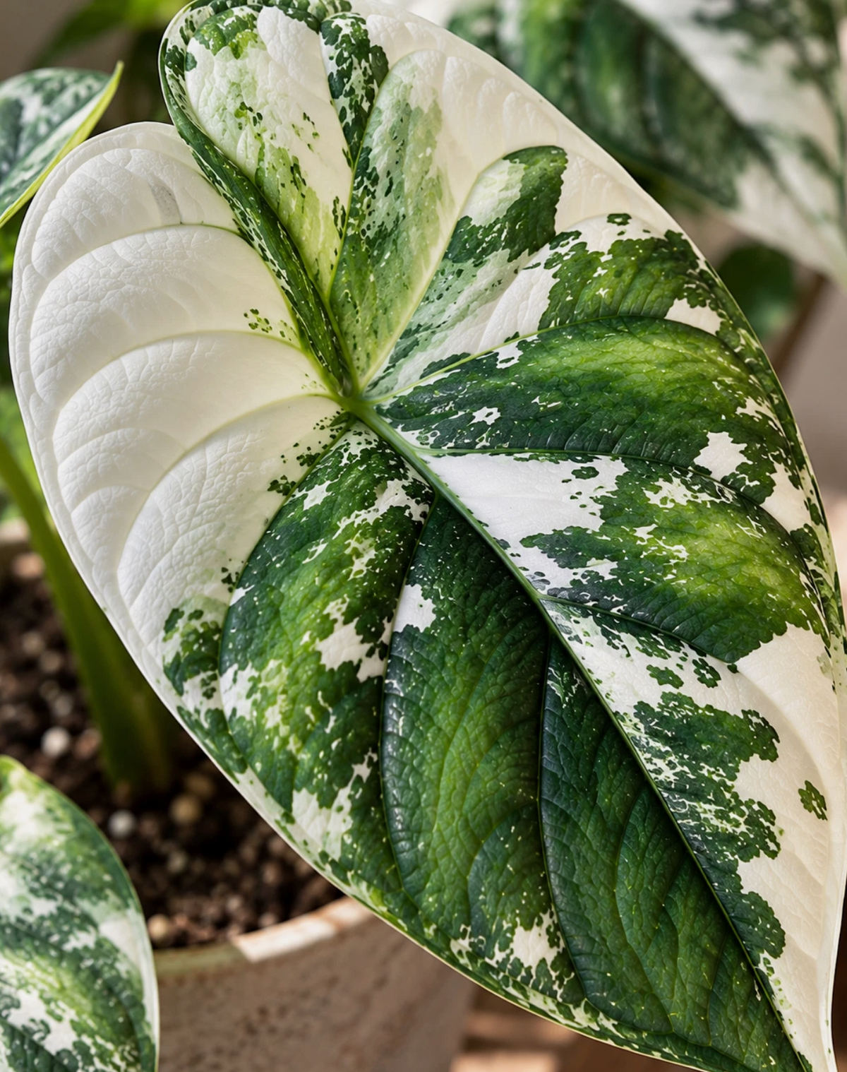 Alocasia Serendipity 2 Pieces Seeds