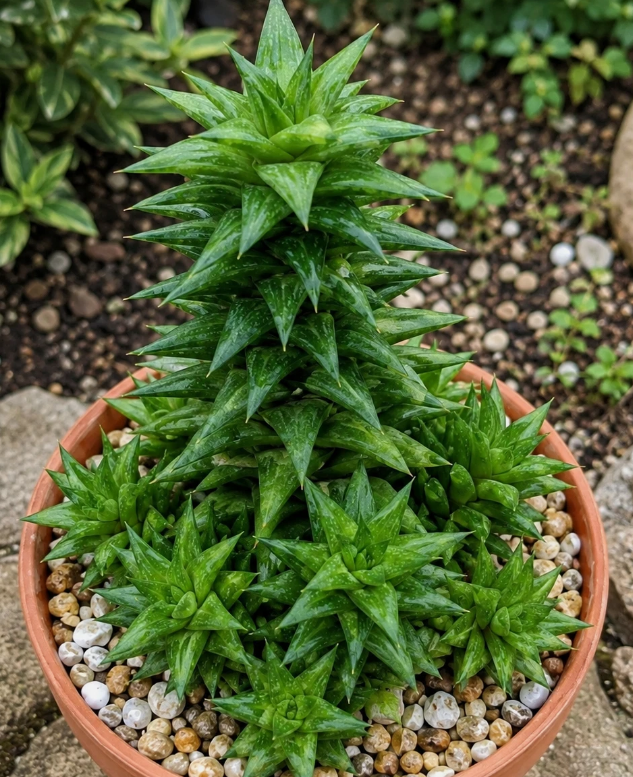 Astroloba foliolosa 10 Pieces Seeds