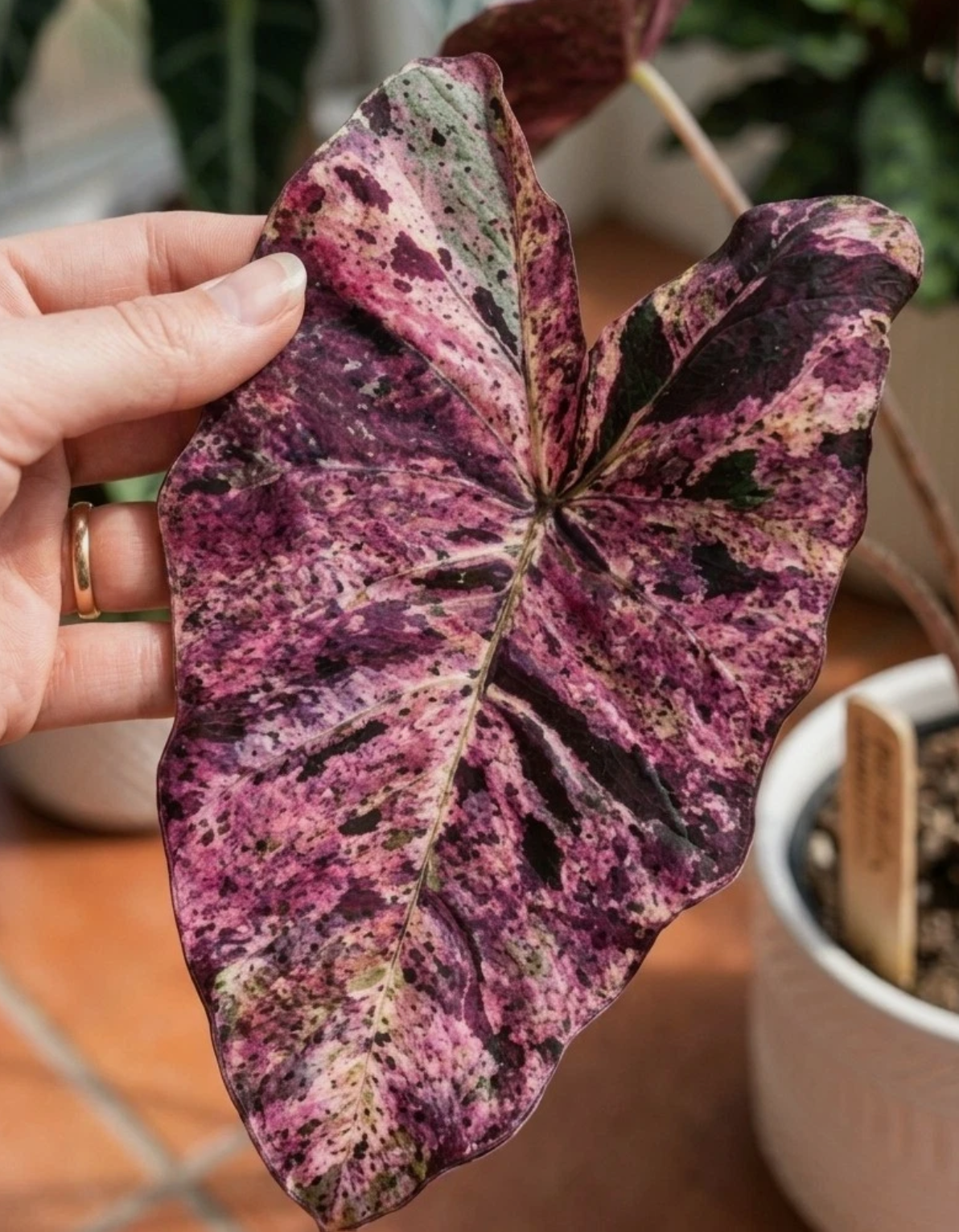 Colocasia Mojito Purple 2 Pieces Seeds