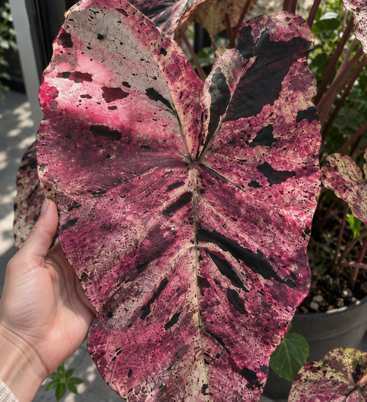 Colocasia Mojito Purple 2 Pieces Seeds