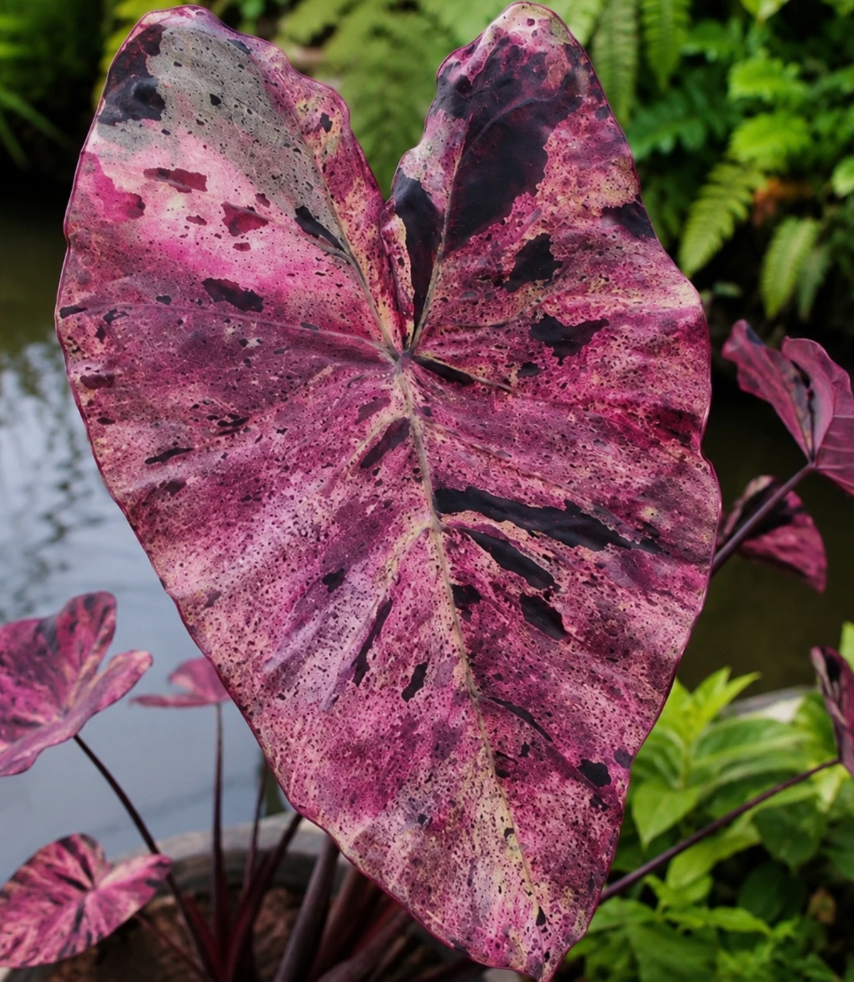 Colocasia Mojito Purple 2 Pieces Seeds