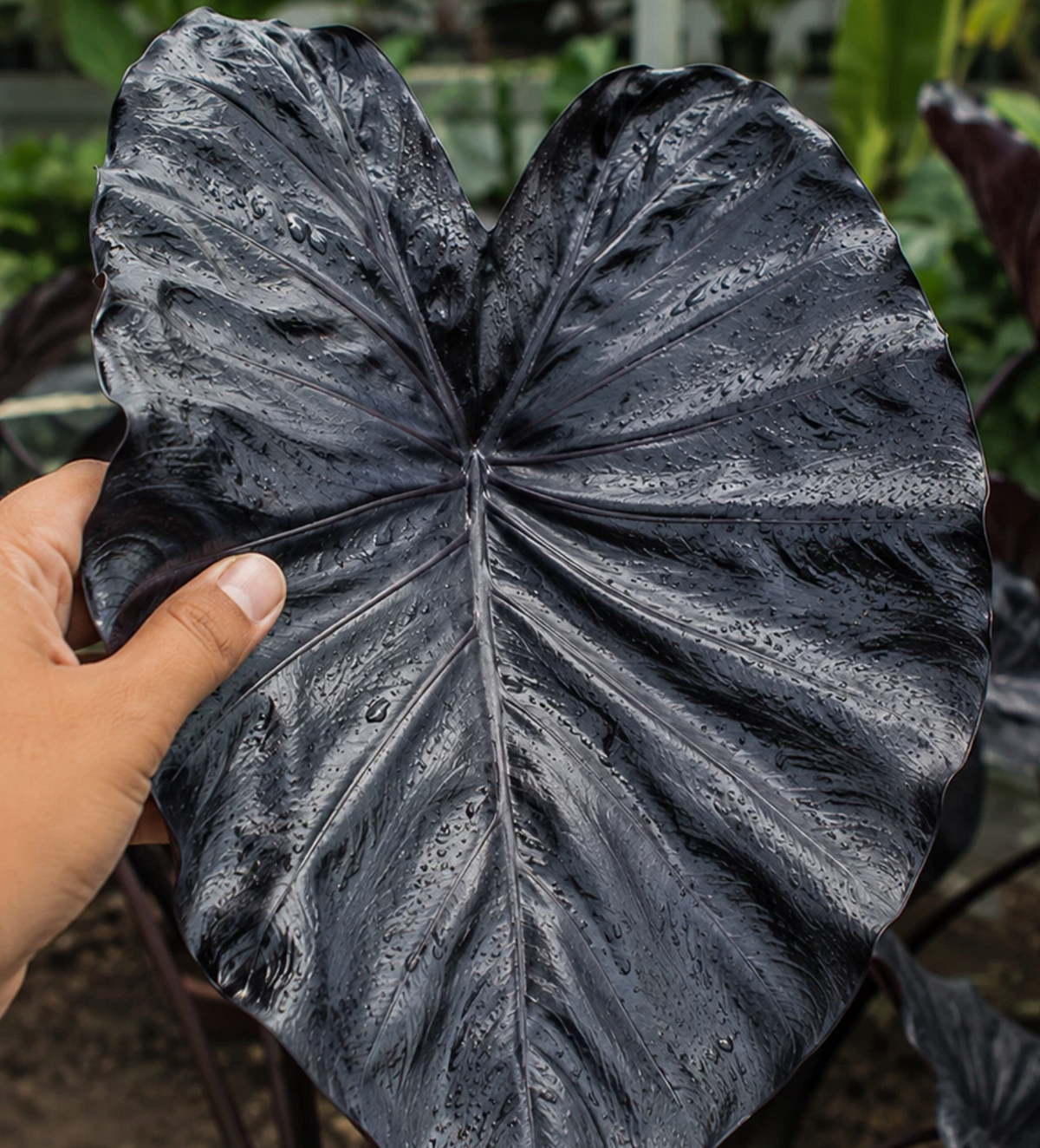 Colocasia Deep Black Lava 2 Pieces Seeds