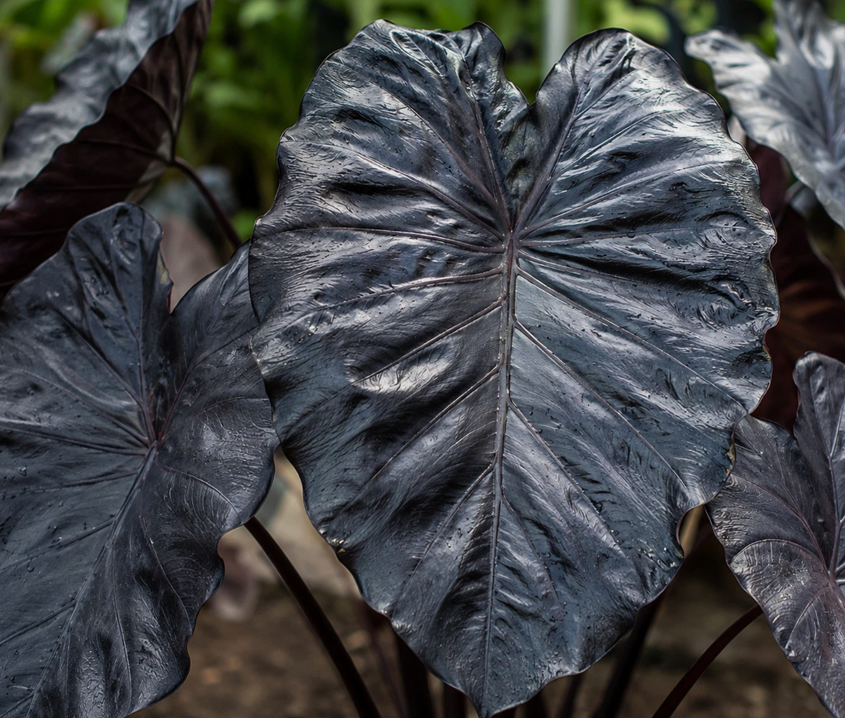 Colocasia Deep Black Lava 2 Pieces Seeds
