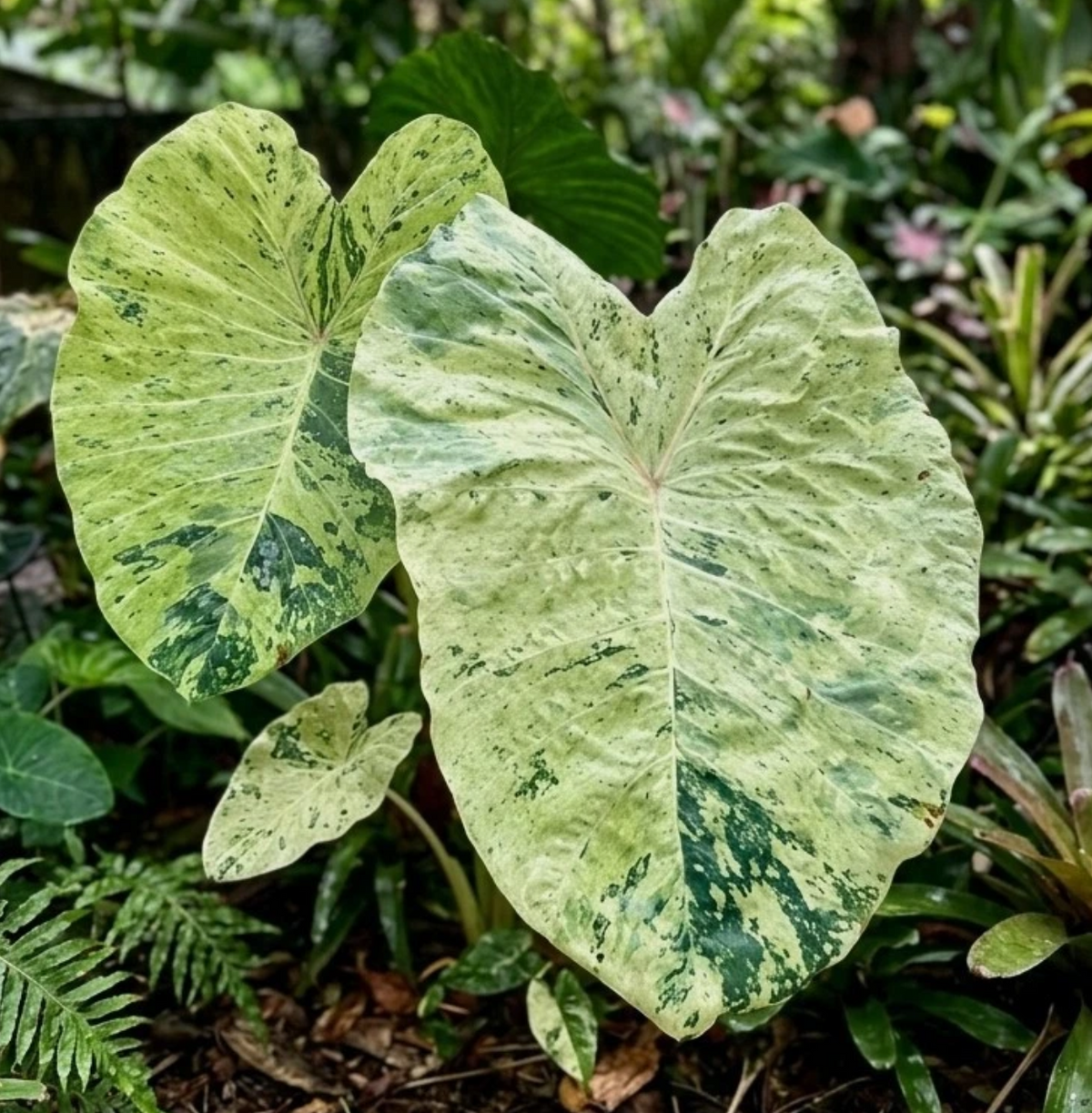 Colocasia Thai Air 2 Pieces Seeds