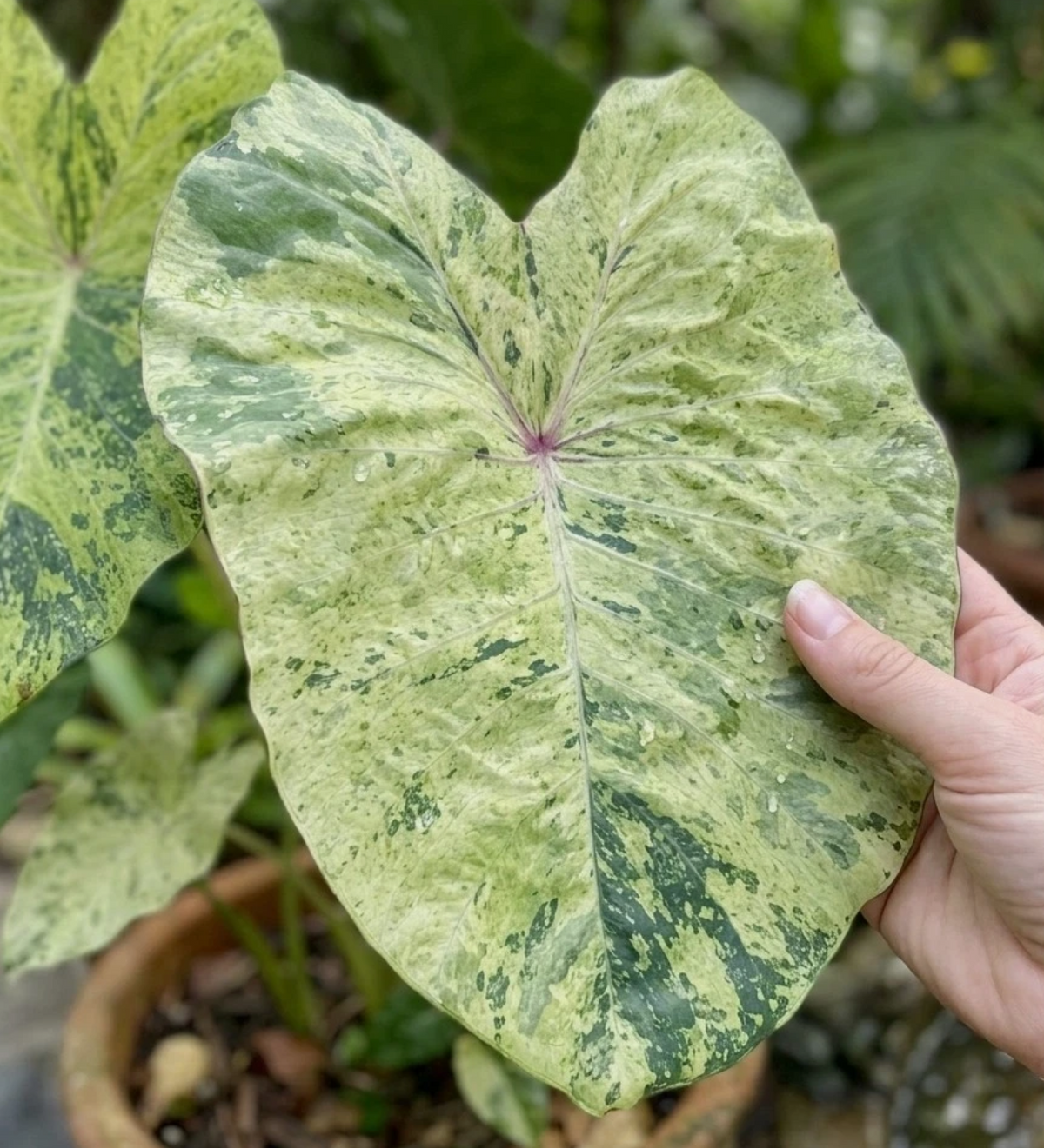 Colocasia Thai Air 2 Pieces Seeds