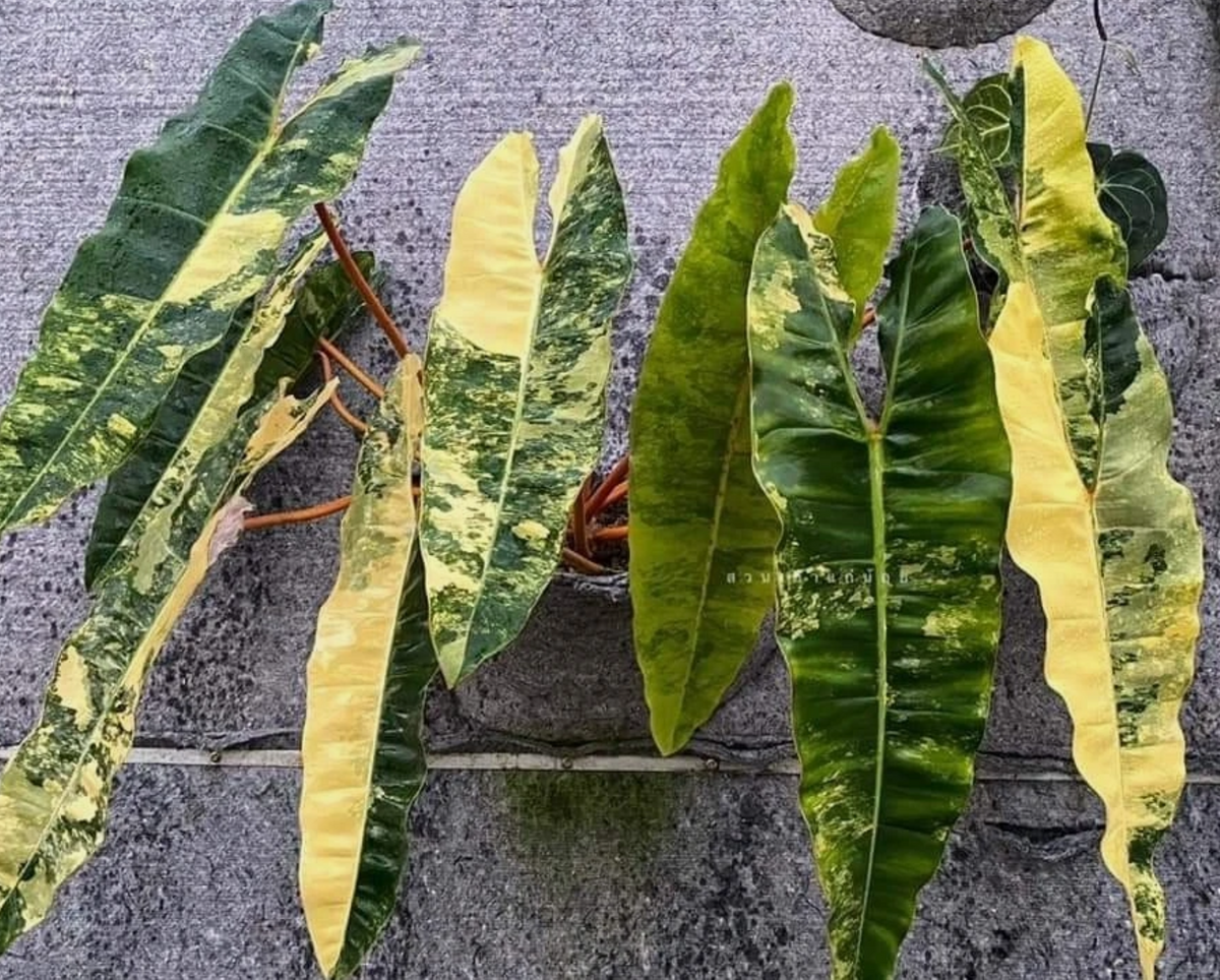 Philodendron Billietiae Variegata 4 Pieces Seeds