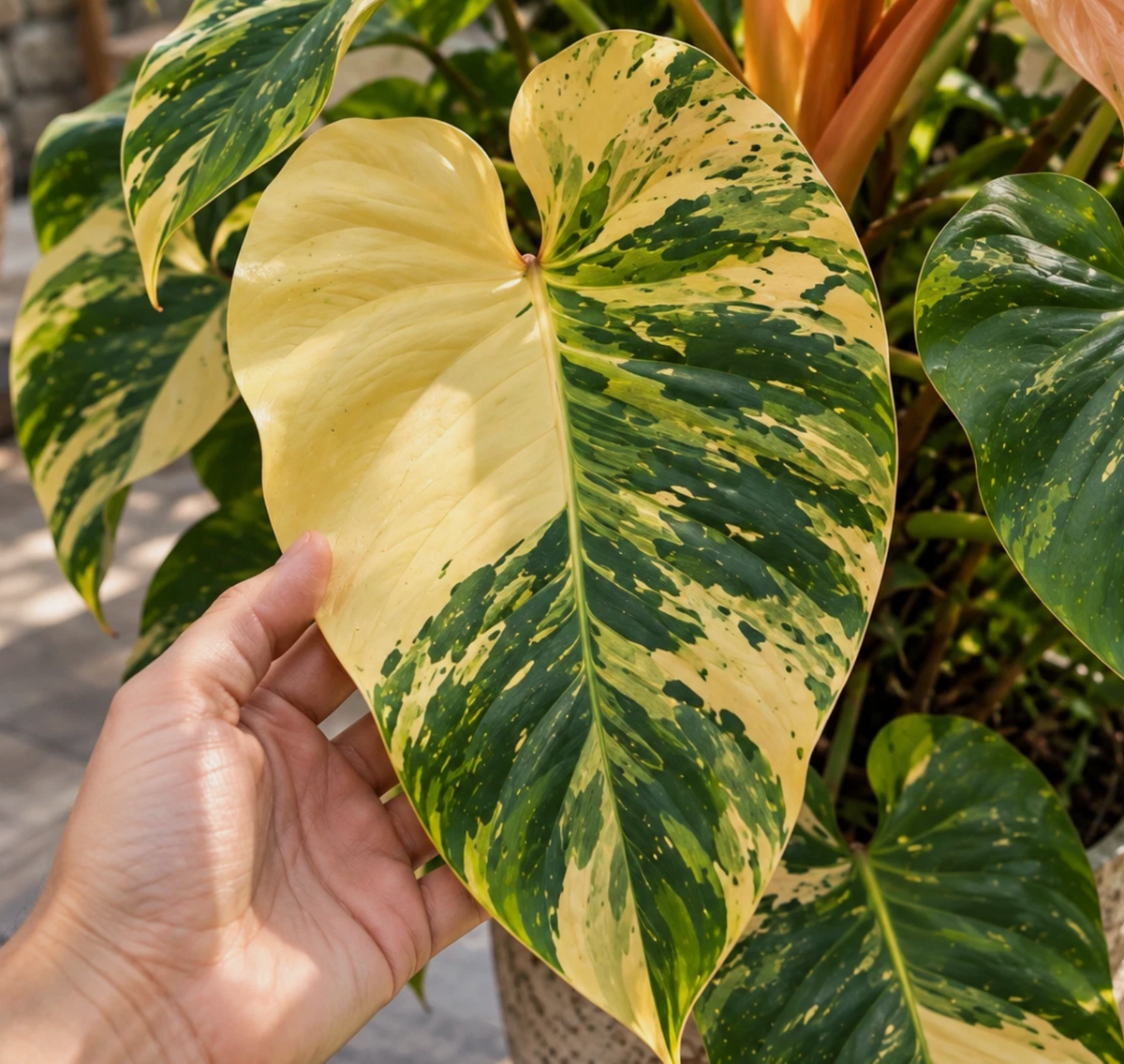 Philodendron Prince of Orange 4 Pieces Seeds