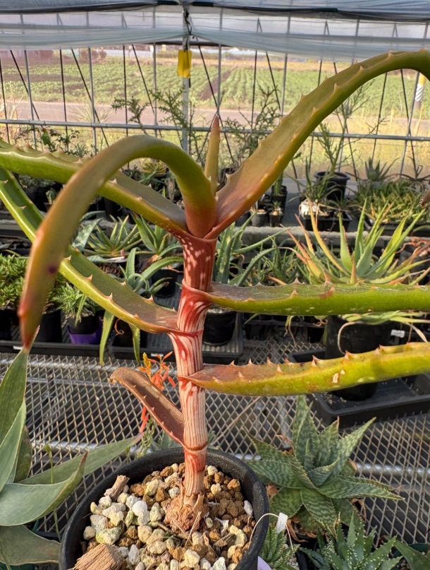 Aloe cameronii var. bondana 12 Pieces Seeds