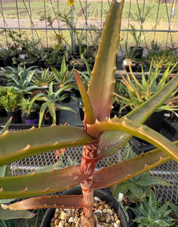 Aloe cameronii var. bondana 12 Pieces Seeds
