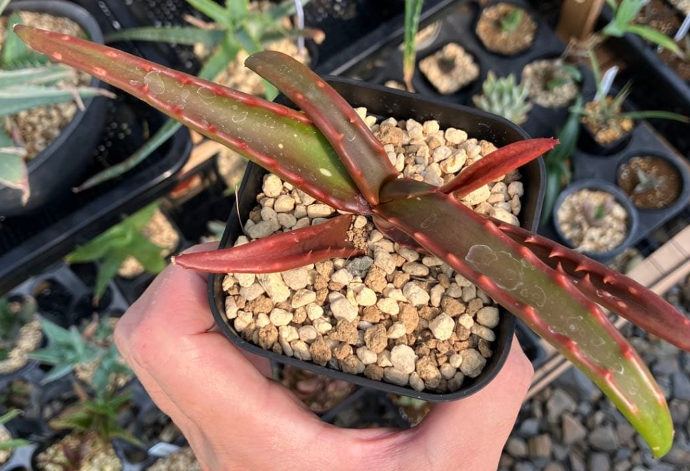 Aloe Cameronii 15 Pieces Seeds