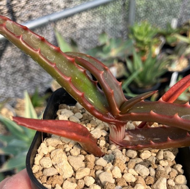 Aloe Cameronii 15 Pieces Seeds