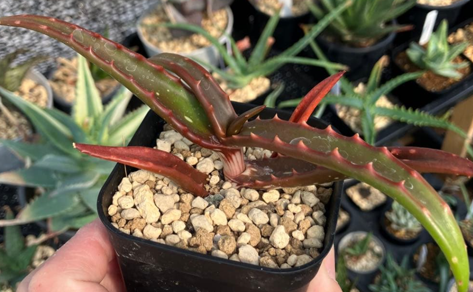 Aloe Cameronii 15 Pieces Seeds