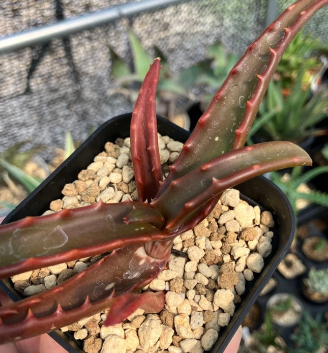 Aloe Cameronii 15 Pieces Seeds