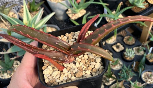 Aloe Cameronii 15 Pieces Seeds