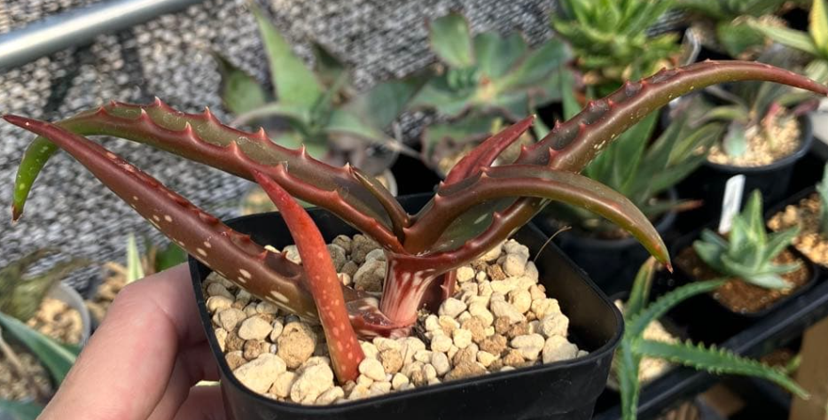 Aloe Cameronii 15 Pieces Seeds