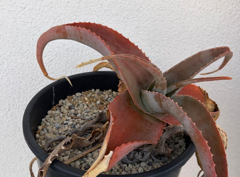 Aloe canarina 15 Pieces Seeds