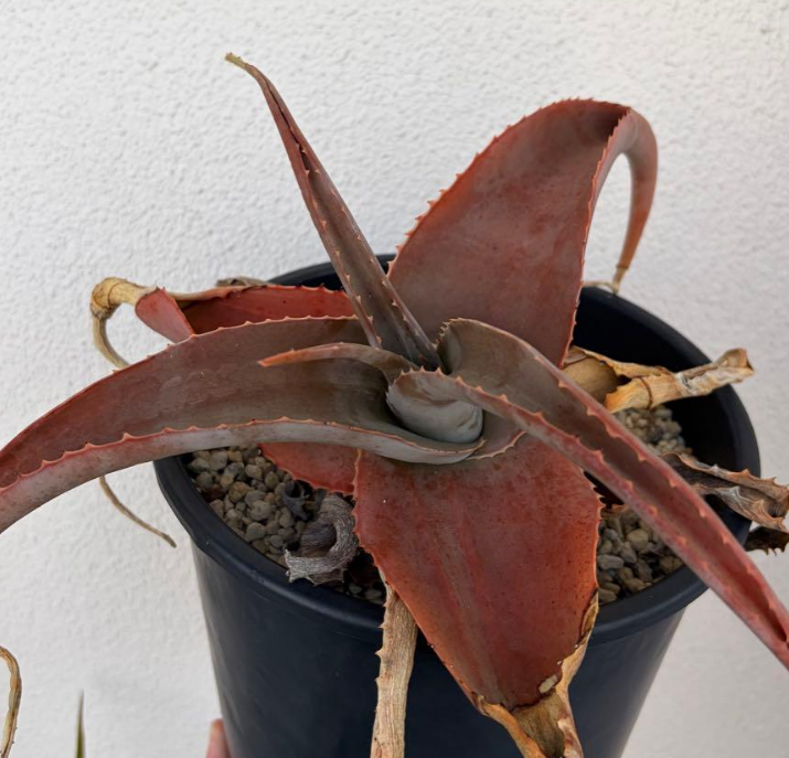 Aloe canarina 15 Pieces Seeds