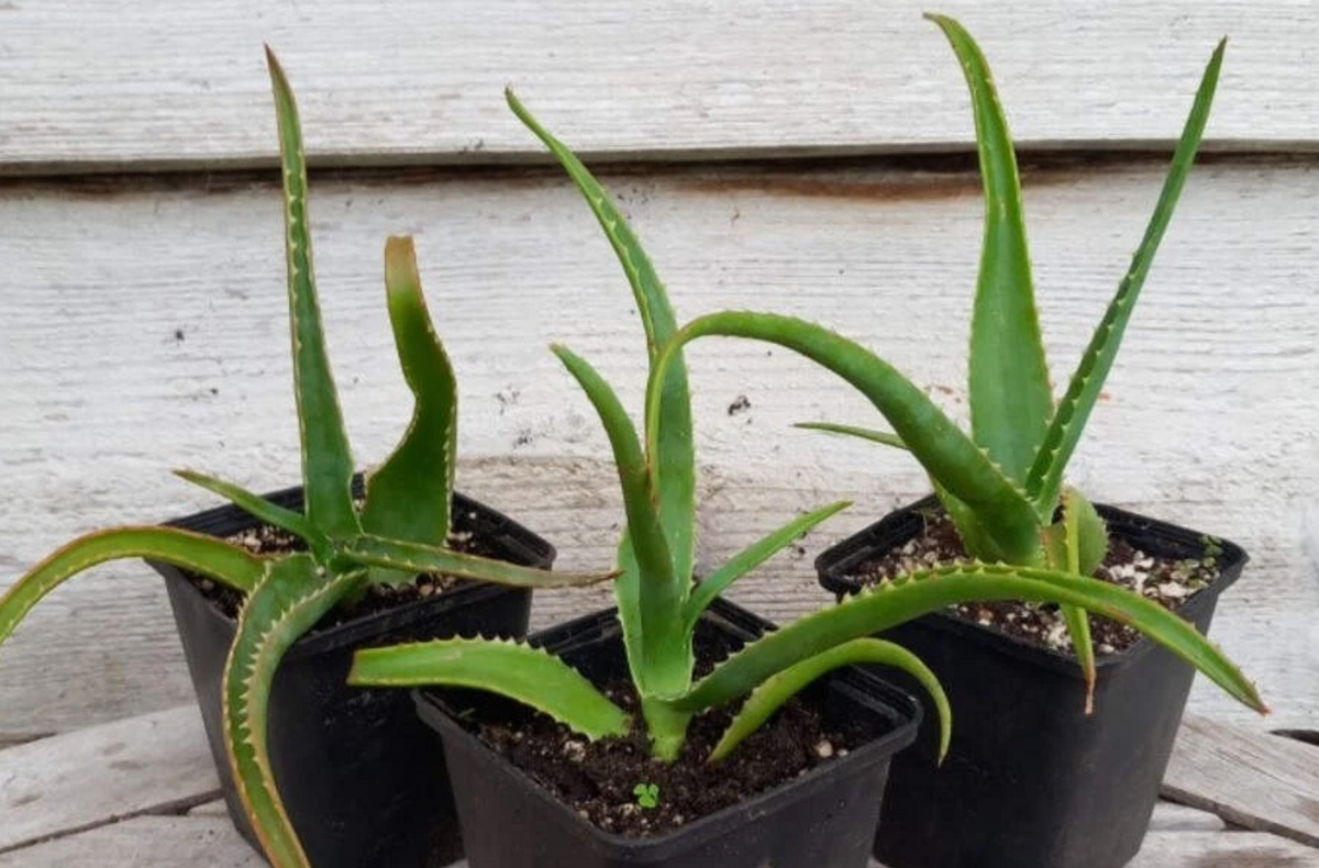 Aloe helenae 15 Pieces Seeds