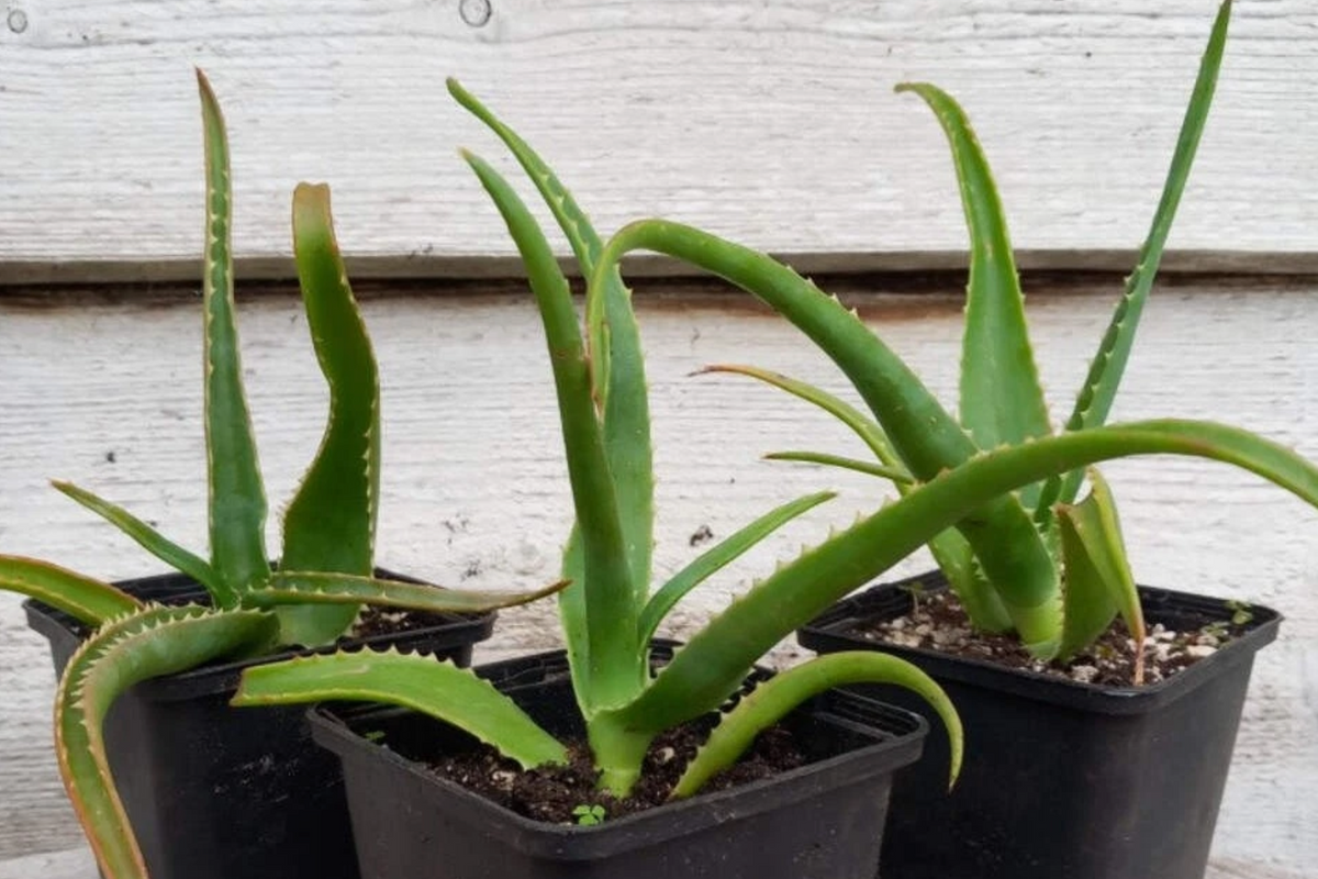 Aloe helenae 15 Pieces Seeds