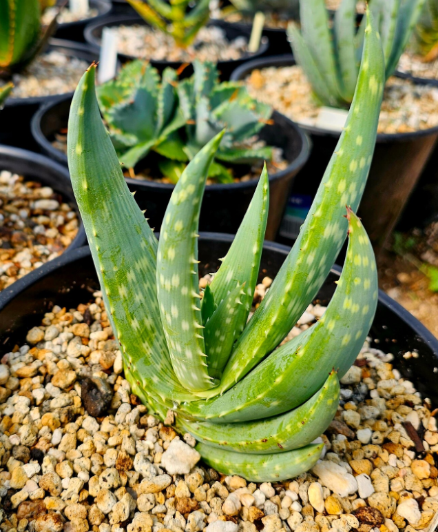 Aloe gariepensis 12 Pieces Seeds