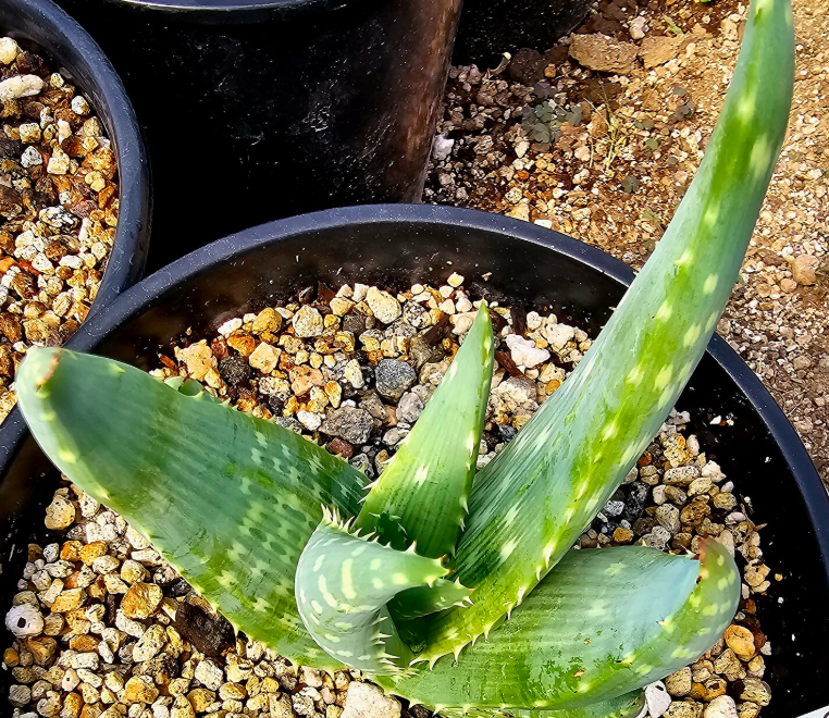 Aloe gariepensis 12 Pieces Seeds