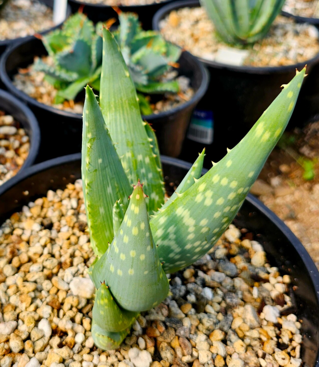 Aloe gariepensis 12 Pieces Seeds