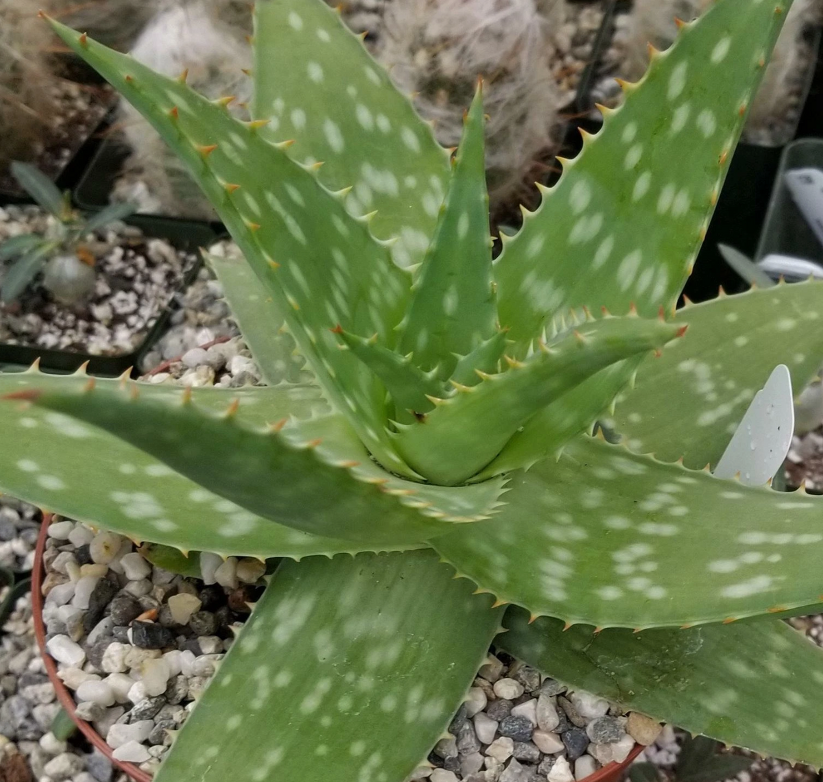 Aloe maculata Robusta 15 Pieces Seeds