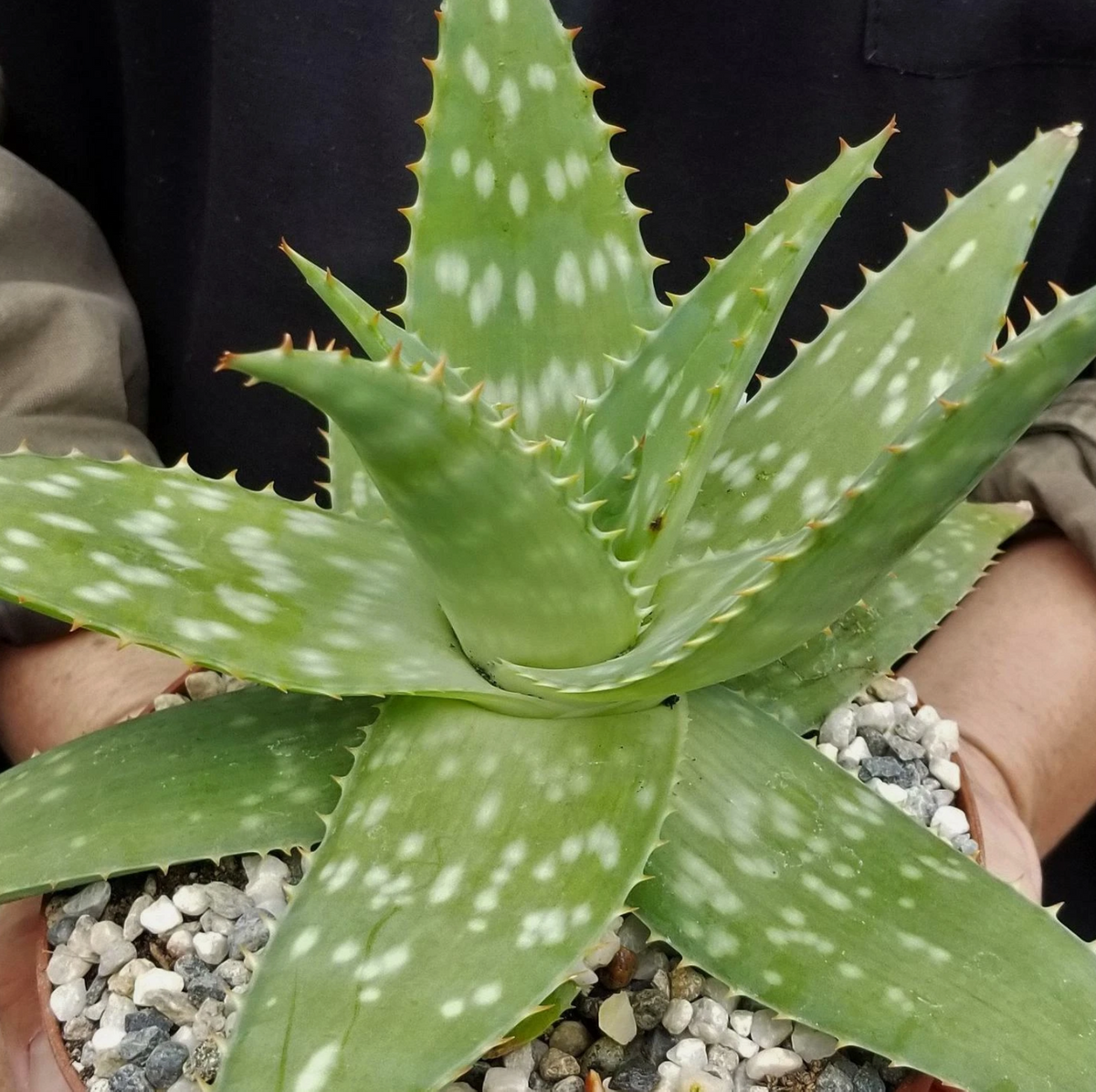 Aloe maculata Robusta 15 Pieces Seeds