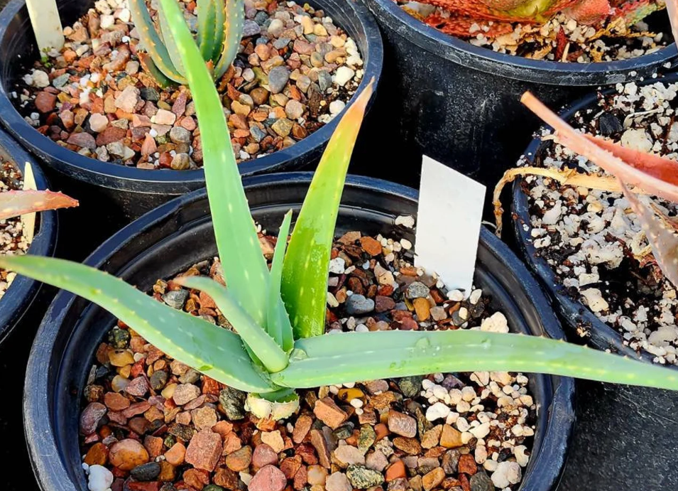 Aloe Tewoldei 15 Pieces Seeds