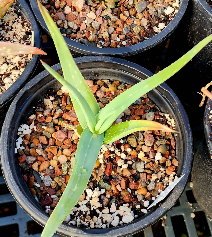 Aloe Tewoldei 15 Pieces Seeds