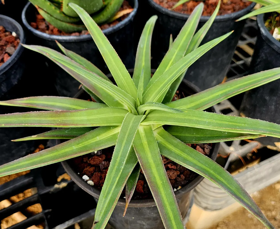 Agave Nizandensis 10 Pieces Seeds