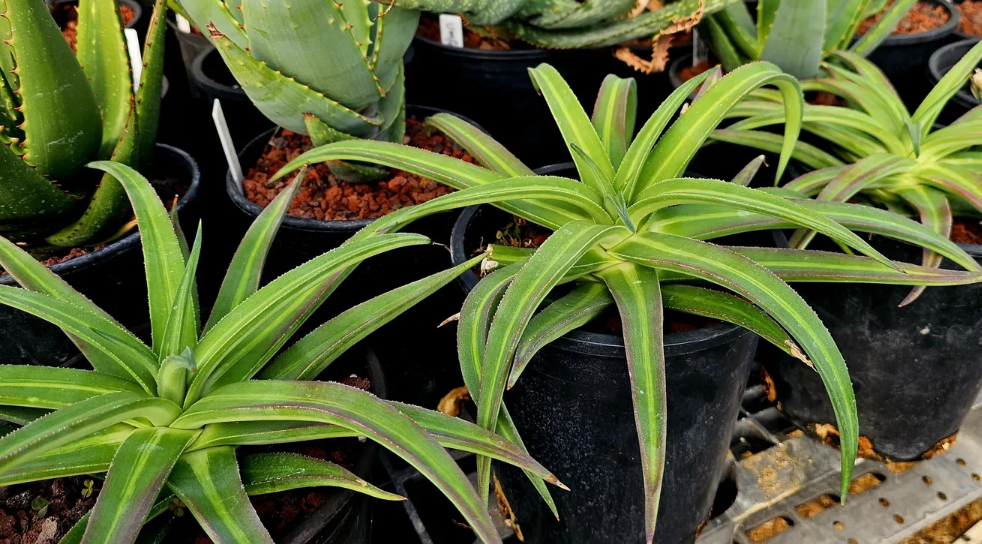 Agave Nizandensis 10 Pieces Seeds