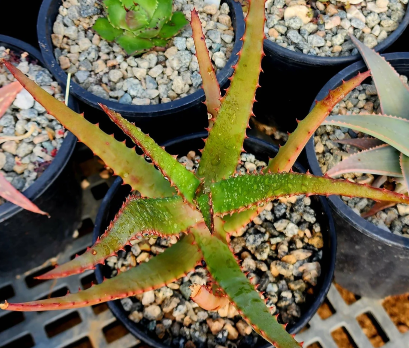 Aloe Rupestris 15 Pieces Seeds