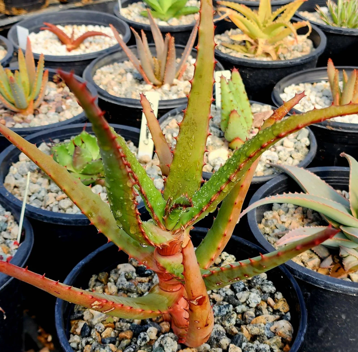 Aloe Rupestris 15 Pieces Seeds