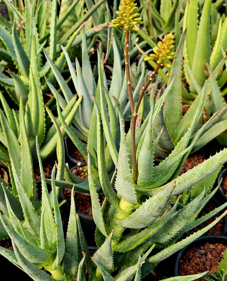 Aloe Andongensis var. Repens 10 Pieces Seeds