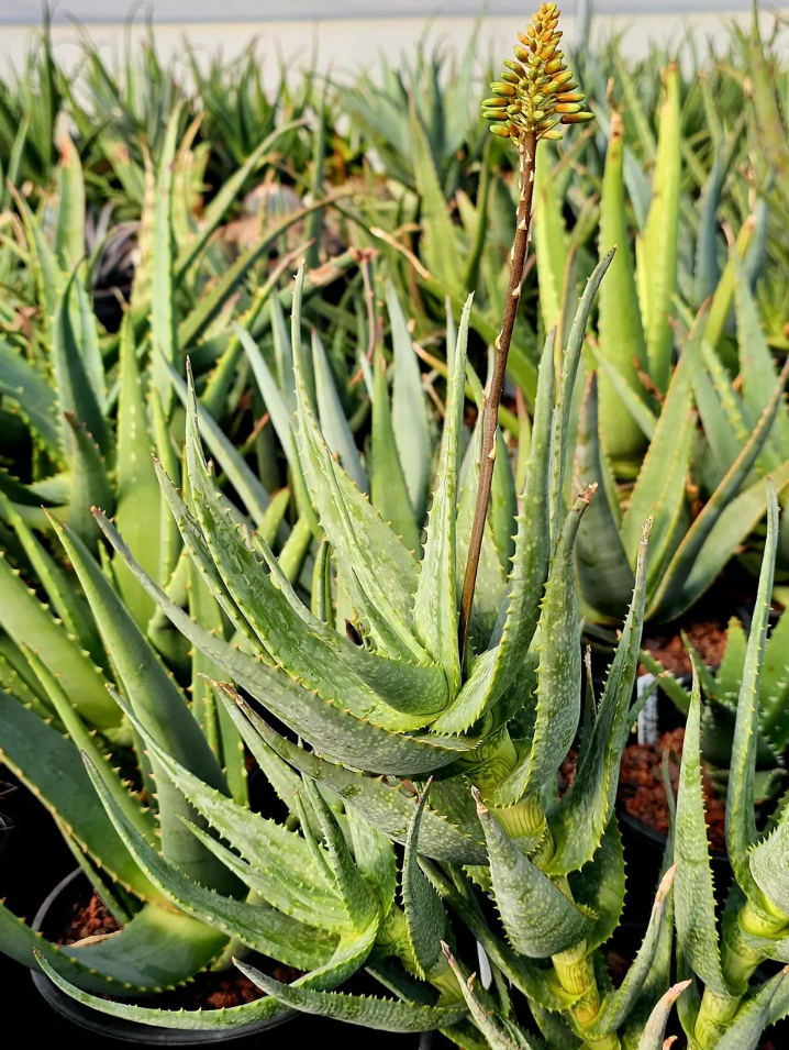 Aloe Andongensis var. Repens 10 Pieces Seeds