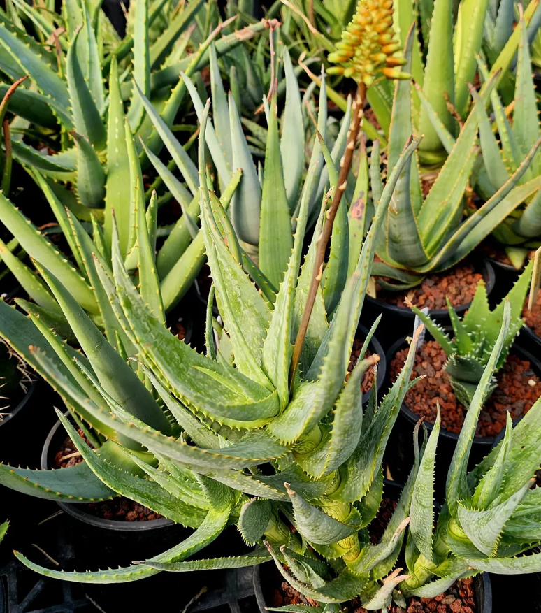 Aloe Andongensis var. Repens 10 Pieces Seeds