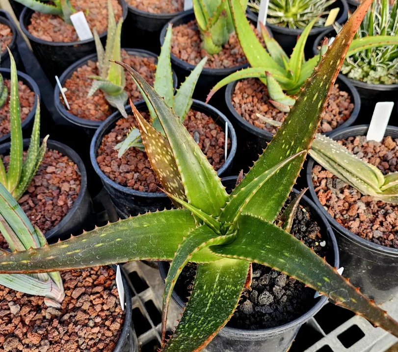 Aloe Macleayi 15 Pieces Seeds