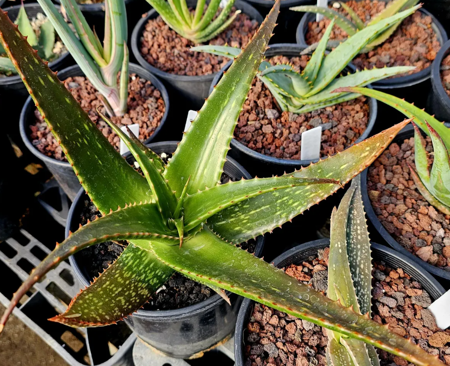 Aloe Macleayi 15 Pieces Seeds