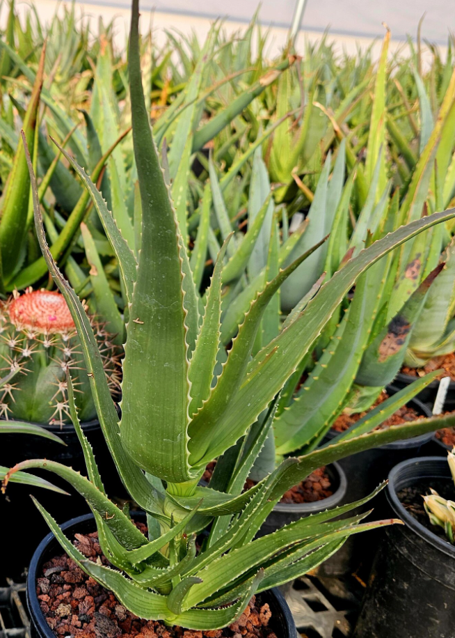 Aloe Mandotoensis 15 Pieces Seeds