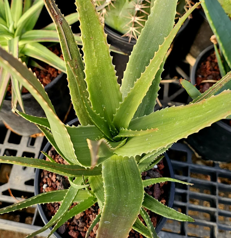 Aloe Mandotoensis 15 Pieces Seeds