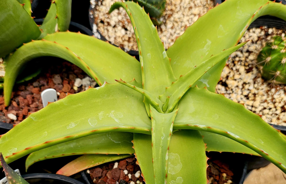 Aloe Vanbalenii yellow 12 Pieces Seeds