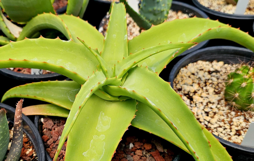 Aloe Vanbalenii yellow 12 Pieces Seeds