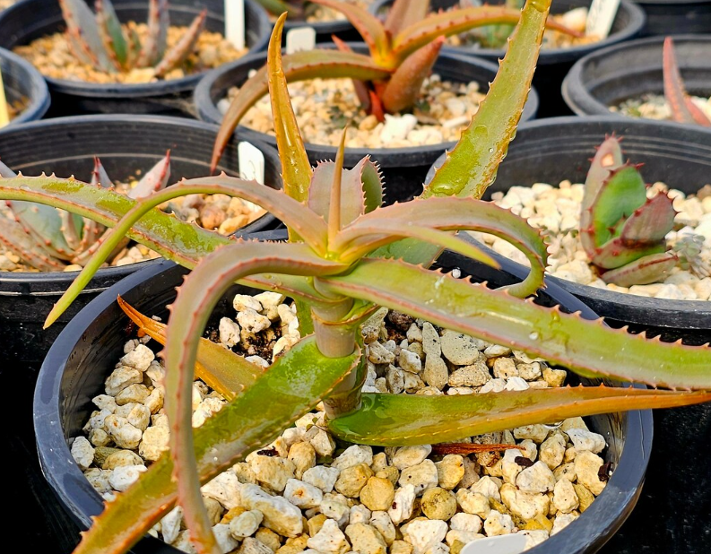 Aloe Kulalensis 15 Pieces Seeds