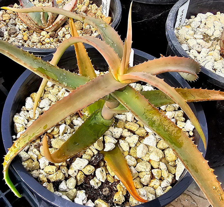 Aloe Kulalensis 15 Pieces Seeds