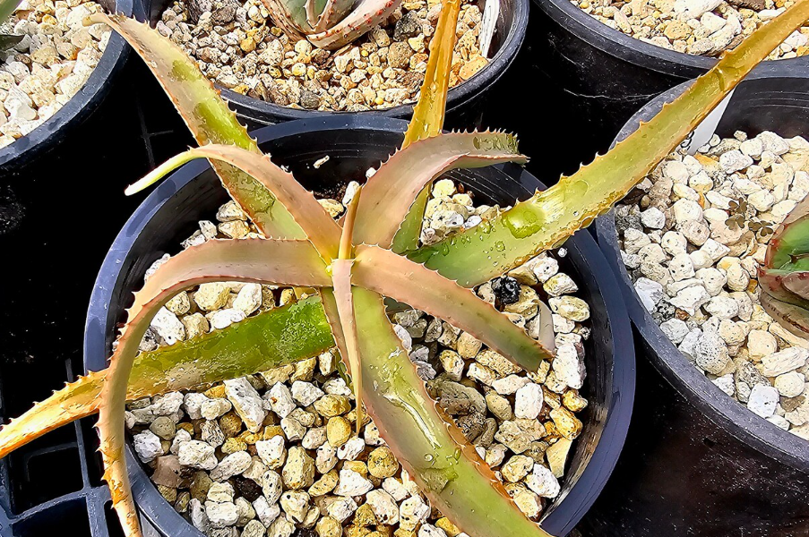 Aloe Kulalensis 15 Pieces Seeds