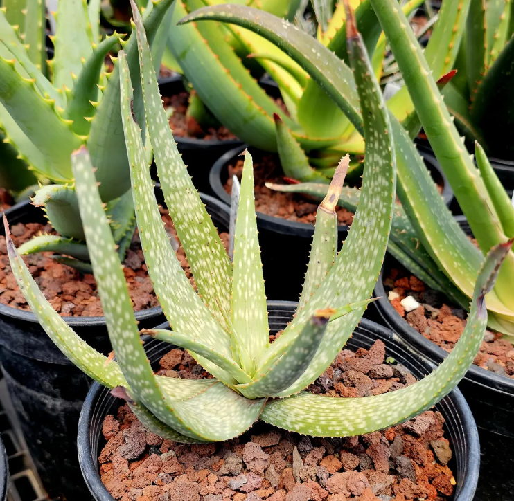 Aloe Pictifolia 12 Pieces Seeds