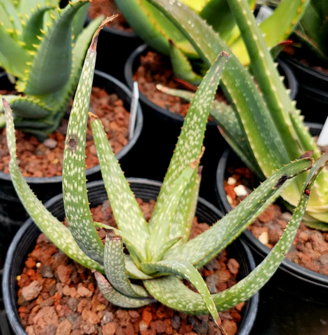 Aloe Pictifolia 12 Pieces Seeds